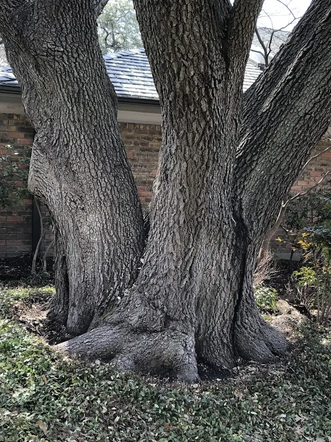 Mature heritage tree close to a Mercer property cared for by certified arborists